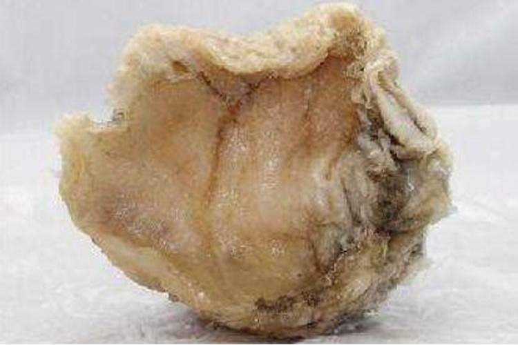 太岁是生物吗为什么？