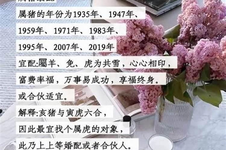 男马和女猪属相婚配吗？