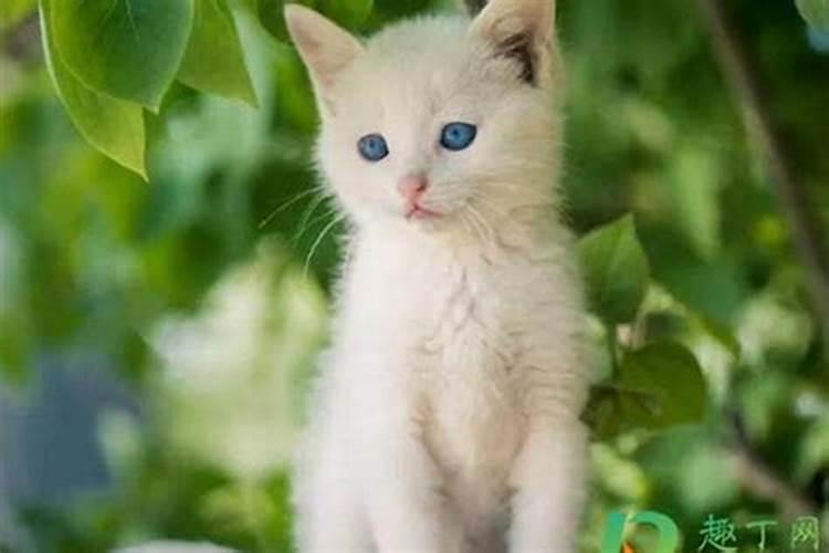 梦见猫是什么预兆女性朋友怀孕？