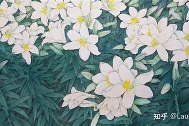 梦到到处都是百合花
