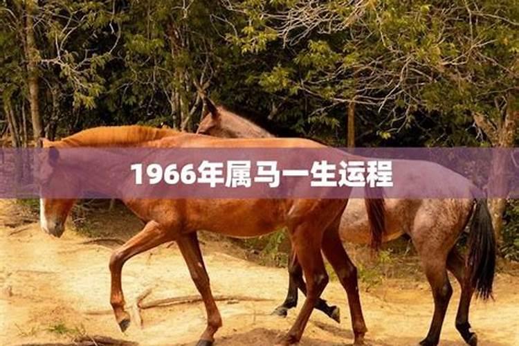 1966年属马人一生的运势
