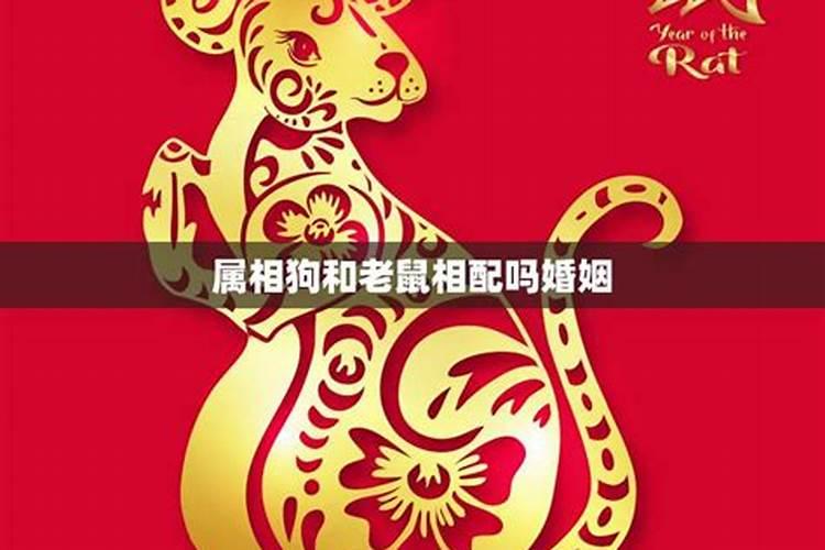 狗和老鼠合婚吗？