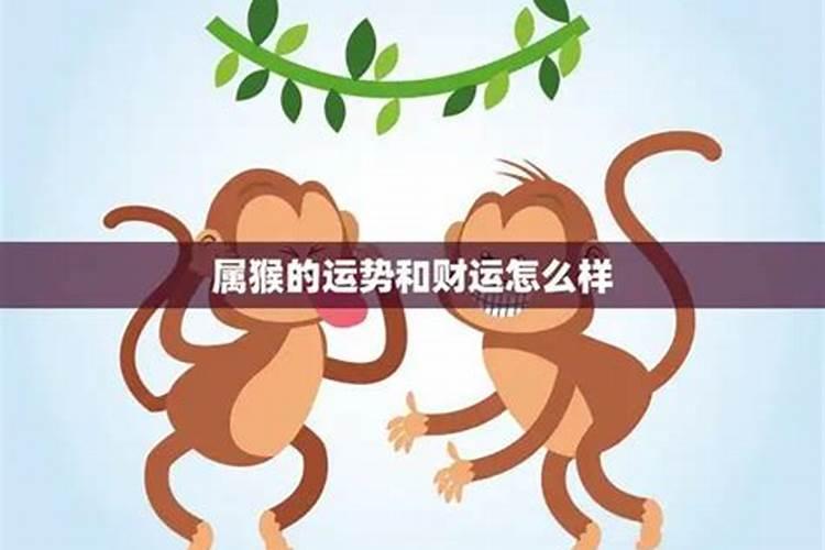 猴和猴的婚姻财运怎么样？