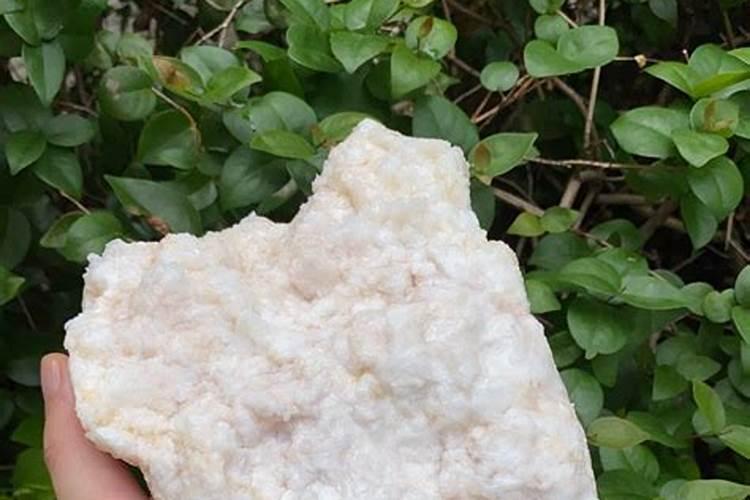 纯天然的白太岁价格值多少？