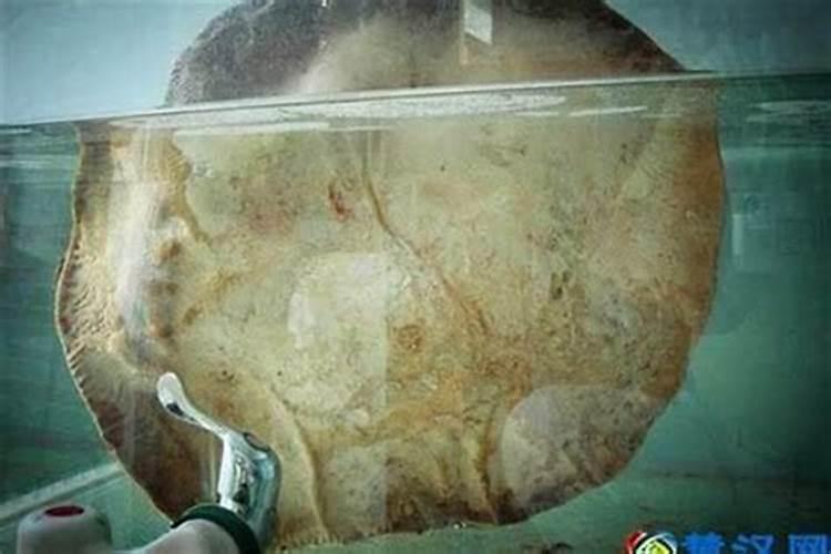 太岁养生水有什么作用与功效？