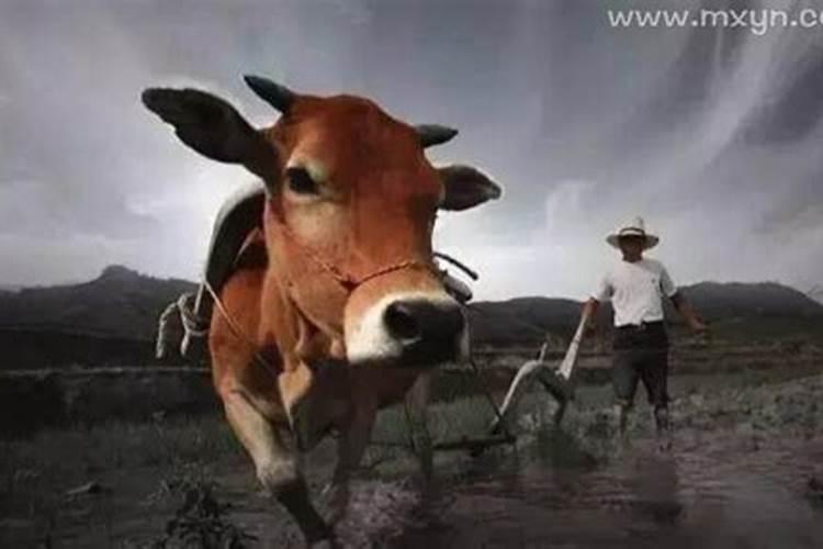 梦见牛死了又活了是什么意思？