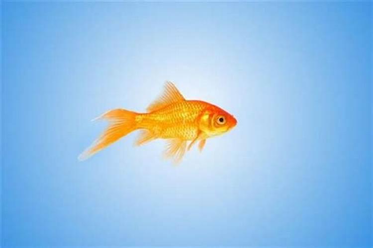 梦见金色的金鱼是不是胎梦？