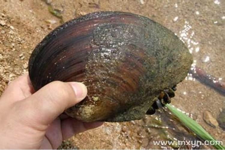 梦见河蚌什么意思？