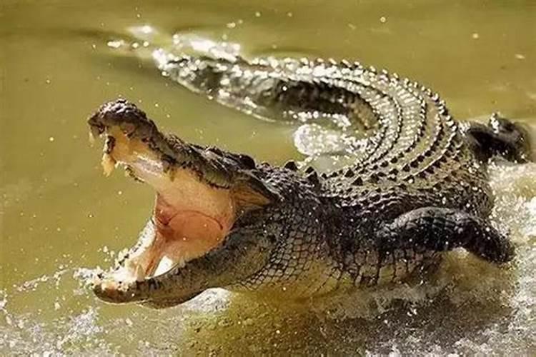 梦见鳄鱼