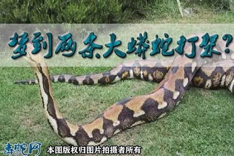 梦到蟒蛇预示着什么？