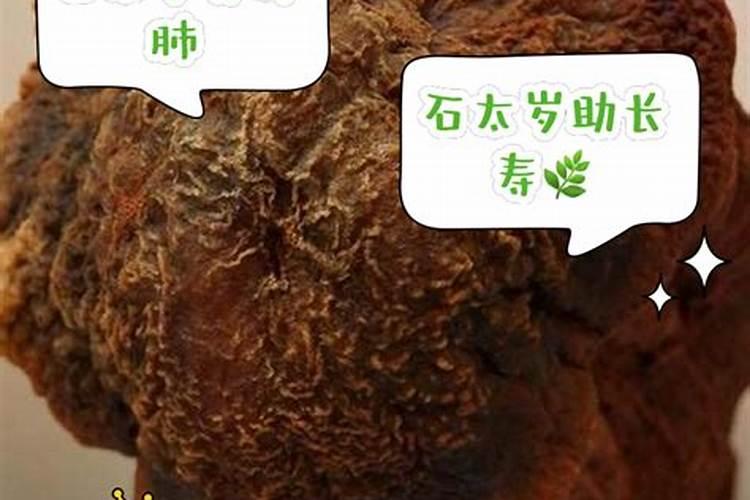 石太岁的功效和作用