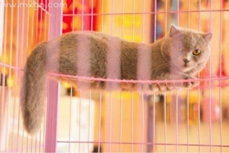 单身梦见猫死了是什么预兆？