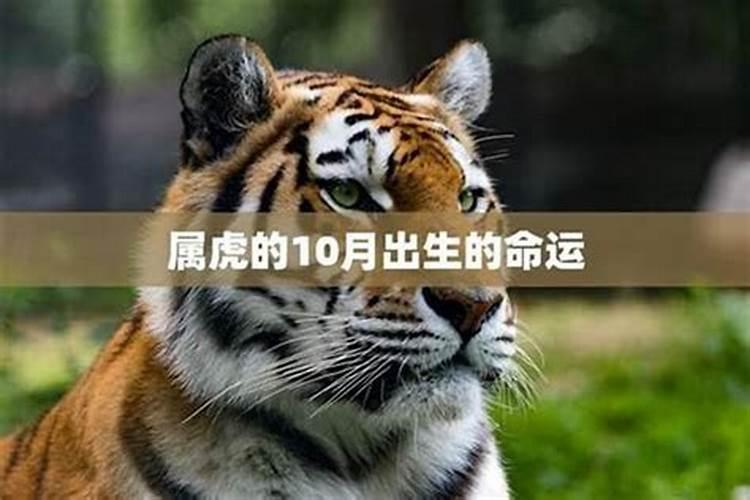 属虎农历十月运程如何？