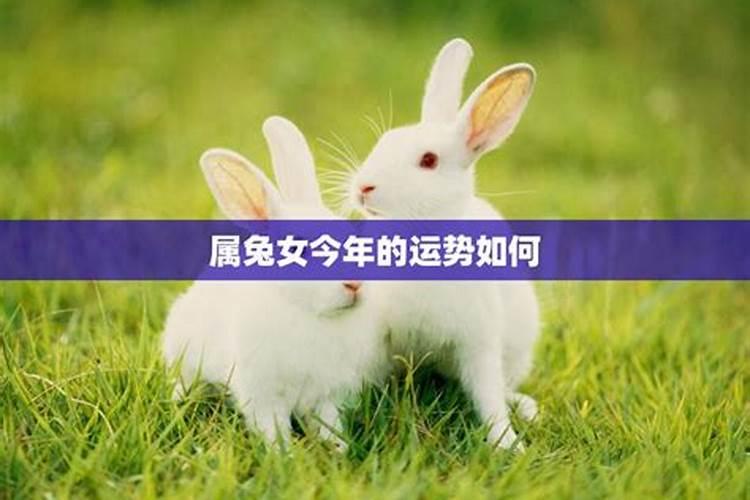 属兔女今年的运势如何？