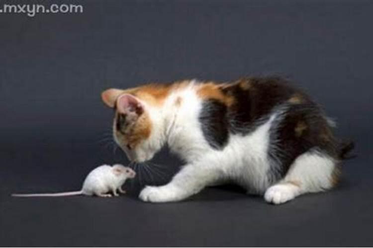 梦见猫捉到老鼠是什么意思？