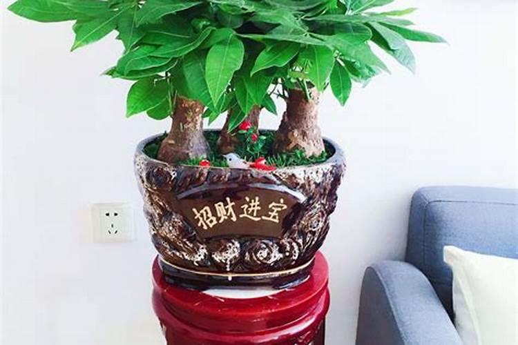 发财树怎么摆放能旺财？