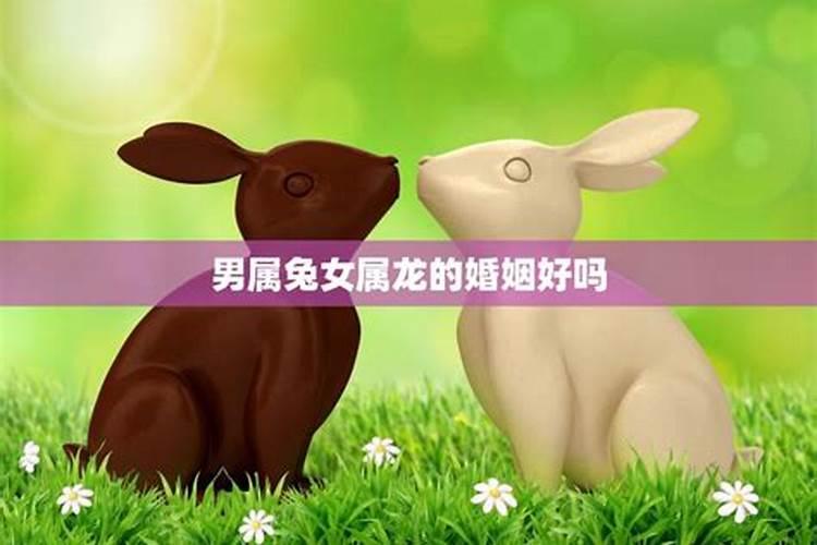 男的属兔女的属龙八字合吗？