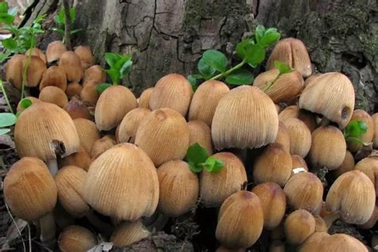 家里长蘑菇什么预兆？