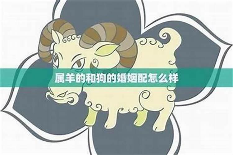 男羊女羊婚配合婚吗？