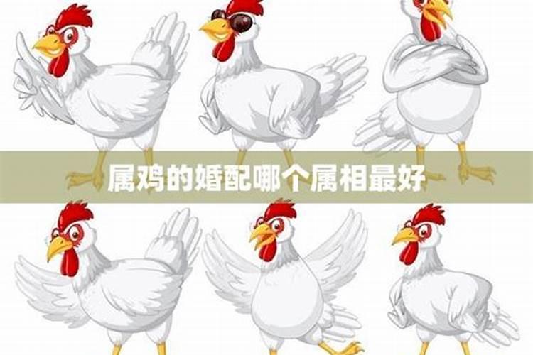 属鸡的人和哪个属相婚配？