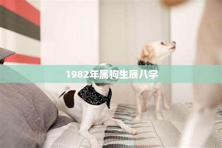 属狗生辰八字命运如何？