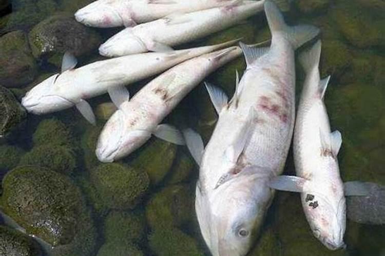 梦见海里死了很多人什么预兆？