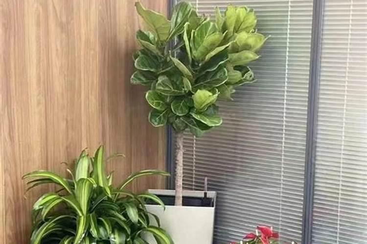 办公室绿植风水忌讳
