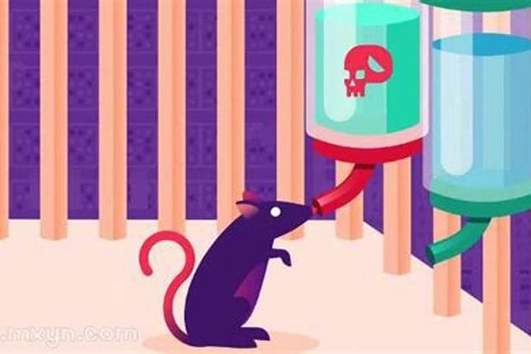 梦见死老鼠腐烂了又活了