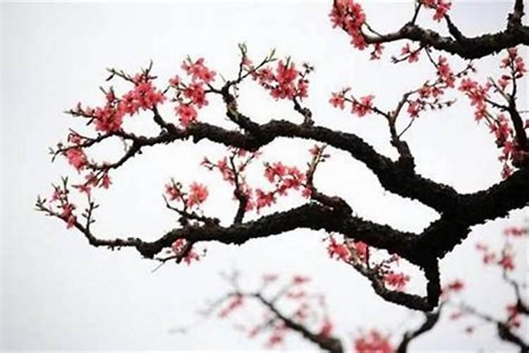 生辰八字带桃花什么意思？
