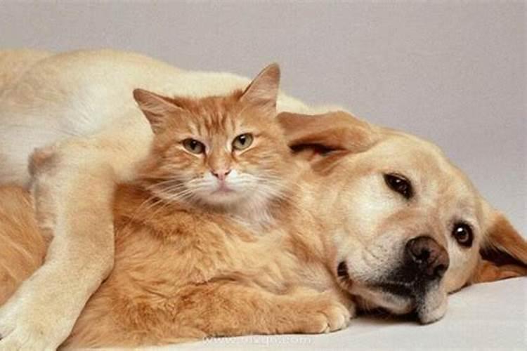 梦见猫狗生了一大堆小猫小狗