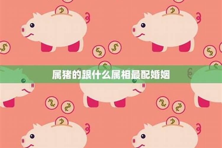 属猪跟什么最合婚？