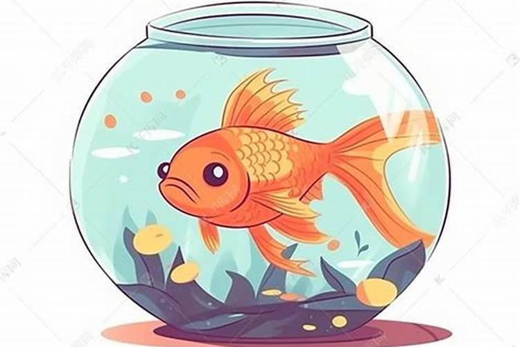 梦见金鱼在鱼缸里下崽