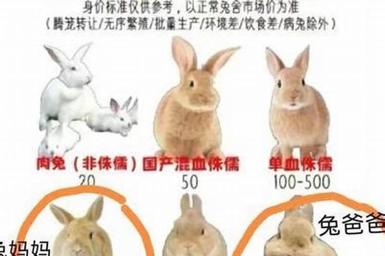 兔子的寿命是几年？