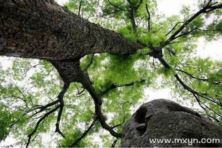 梦见树是什么意思佛滔？