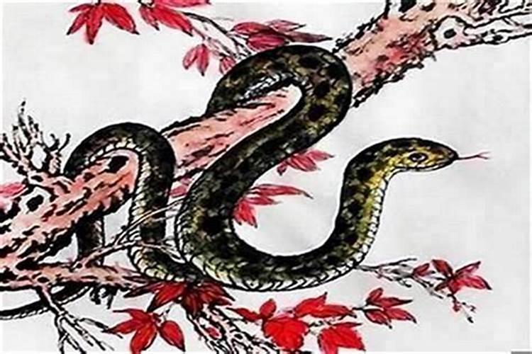 属蛇怎样增加偏财运？