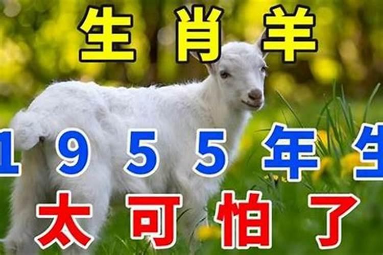 1955生人属马今年运势