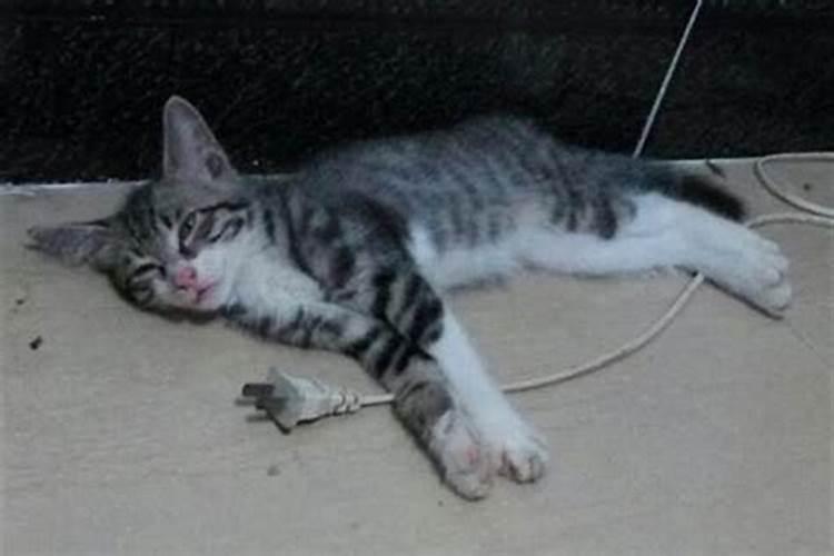 梦见死猫是什么预兆？
