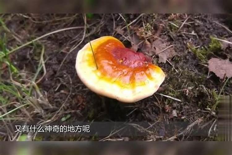 太岁能长生不老吗？