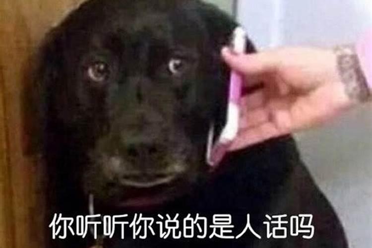 梦见狗说人话是要坐牢吗？