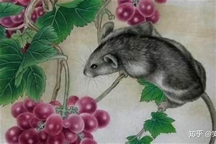 属鼠值太岁注意什么？