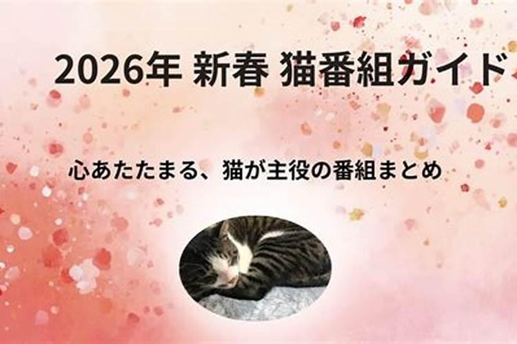 猫石对话2026年运势二月
