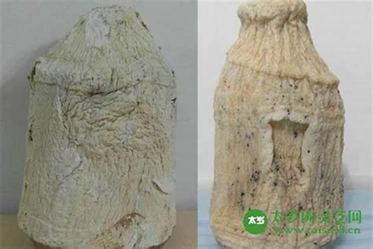 太岁药用价值有多高？