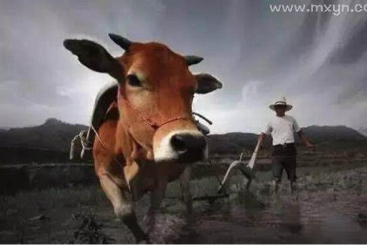 梦见牛死了又复活是什么意思？