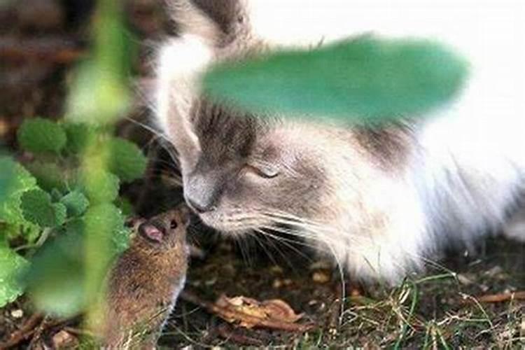 梦见老鼠和猫和睦相处