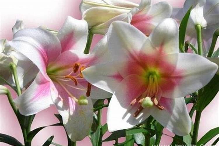 梦见百合花什么意思？