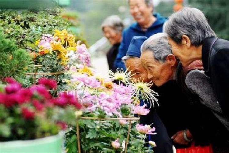 重阳节赏菊花习俗寓意