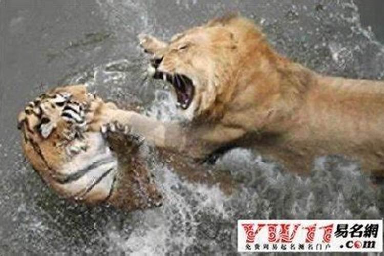 梦见狮子吃人但没吃我