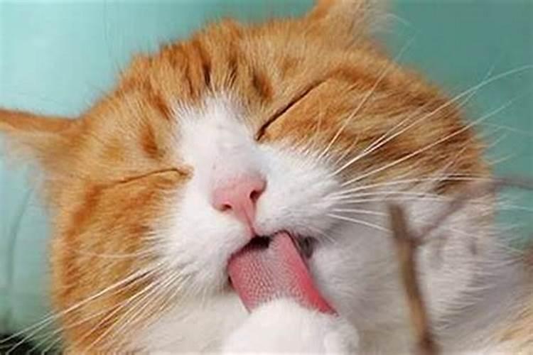 梦见朋友的猫死了是什么预兆？