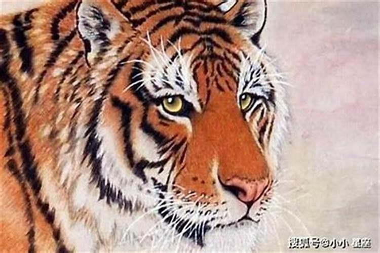 属虎十月初一出生