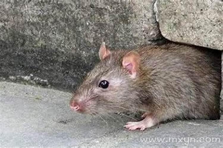 梦见死老鼠是什么征兆啊还有血？